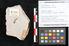 Foto (Objekt + Etikett) von Sclerotium acericolum Heer (NHMW-GEO-2024-0188-6709)